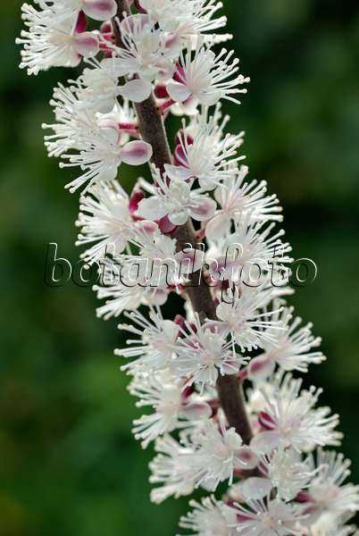 460011 - Traubensilberkerze (Cimicifuga racemosa 'Atropurpurea' syn. Actaea racemosa 'Atropurpurea')