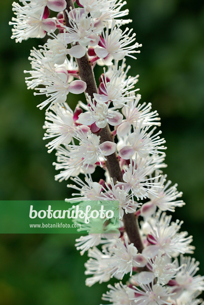 460011 - Traubensilberkerze (Cimicifuga racemosa 'Atropurpurea' syn. Actaea racemosa 'Atropurpurea')