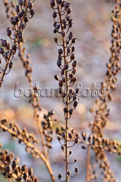 467078 - Traubensilberkerze (Cimicifuga racemosa syn. Actaea racemosa)