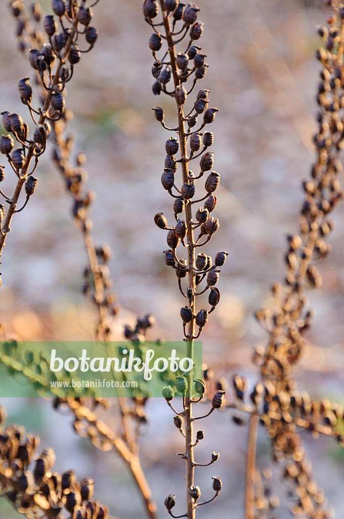 467078 - Traubensilberkerze (Cimicifuga racemosa syn. Actaea racemosa)