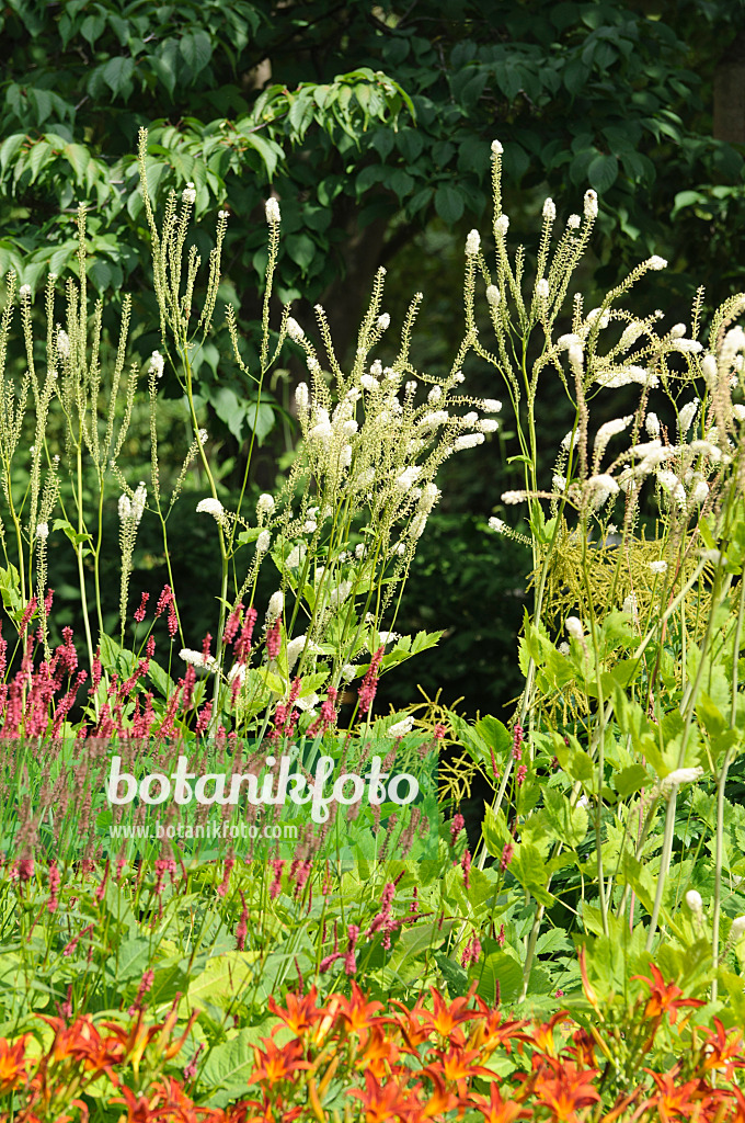 486187 - Traubensilberkerze (Cimicifuga racemosa syn. Actaea racemosa)