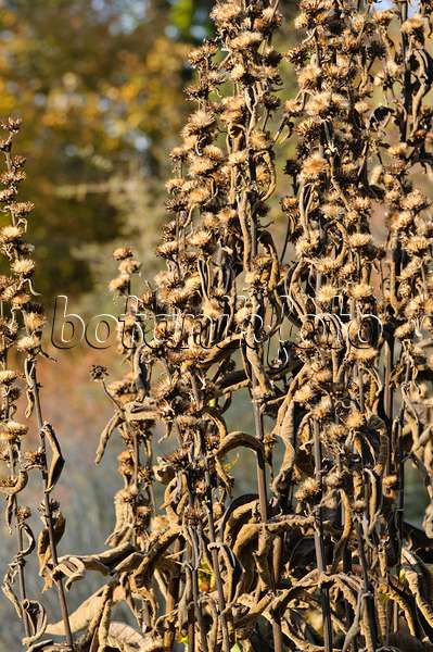 478010 - Traubiger Alant (Inula racemosa)