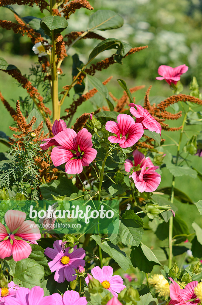 534436 - Trichtermalve (Malope trifida 'Grandiflora') und Rispiger Fuchsschwanz (Amaranthus cruentus)