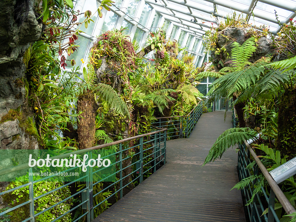 411015 - Tropenhaus mit Besuchersteg, Nationaler Orchideengarten, Singapur