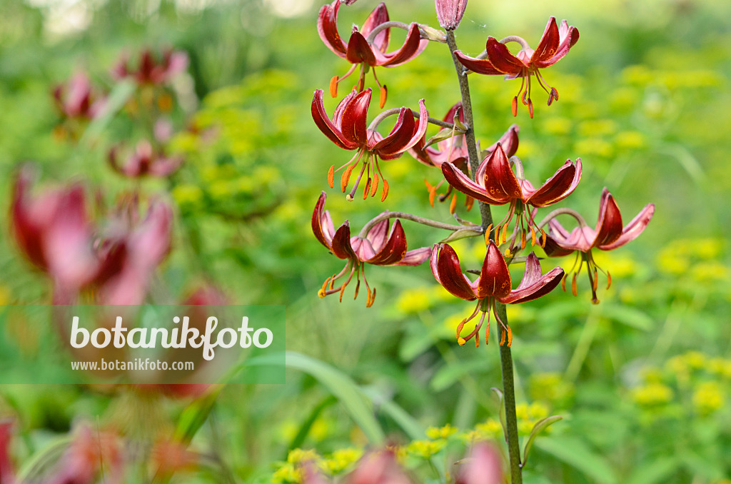 521152 - Türkenbundlilie (Lilium martagon 'Claude Shride')