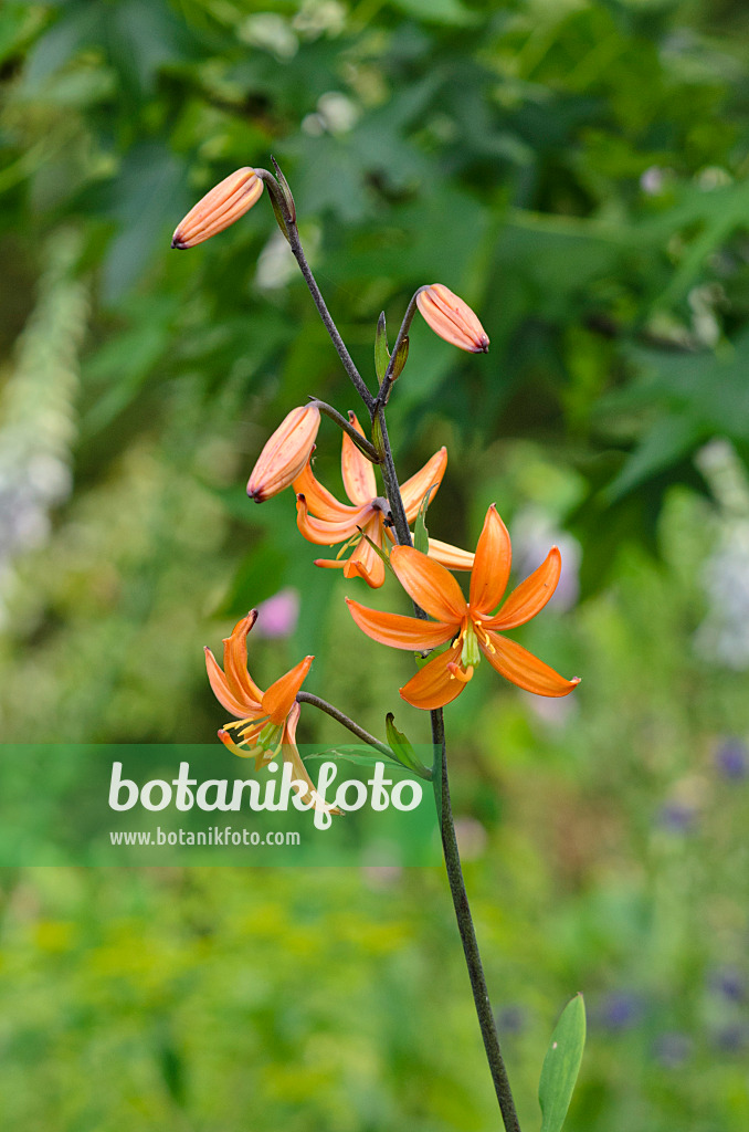 521149 - Türkenbundlilie (Lilium martagon 'Orange Marmelade')