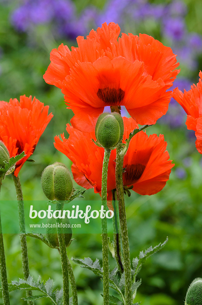 496405 - Türkenmohn (Papaver orientale 'Sturmfackel')