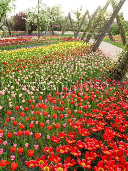 425013 - Tulipan, Britzer Garten, Berlin, Deutschland