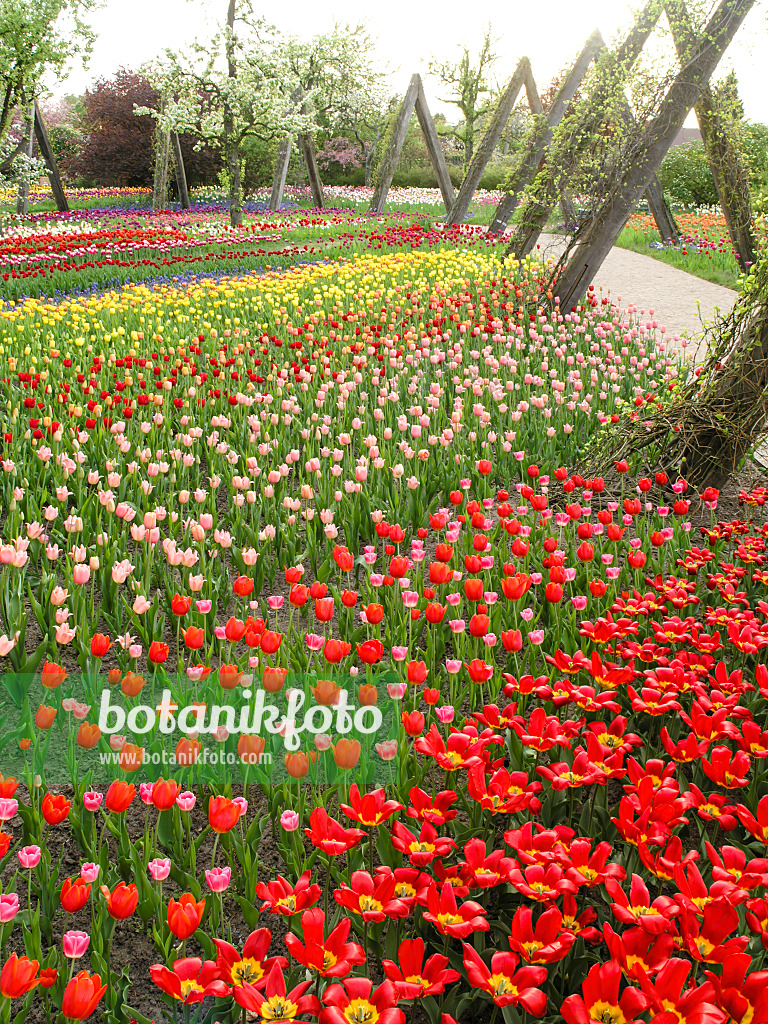 425013 - Tulipan, Britzer Garten, Berlin, Deutschland