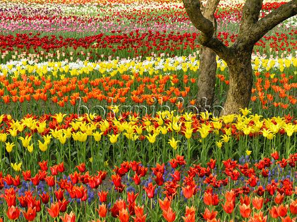 425014 - Tulipan, Britzer Garten, Berlin, Deutschland