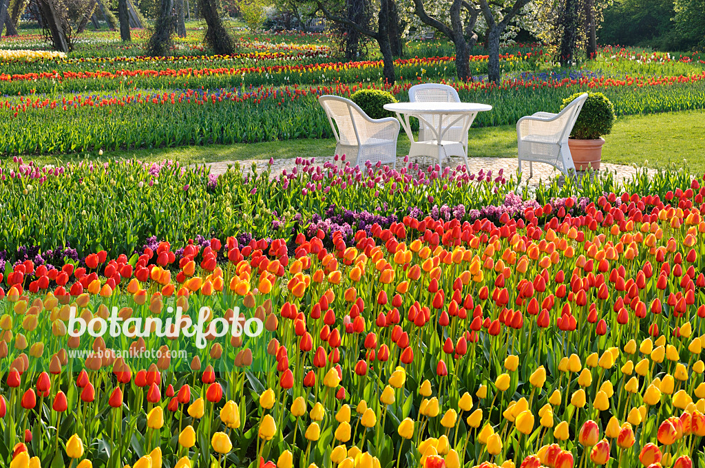 Bild Tulipan Britzer Garten Berlin Deutschland 471210 Bilder Und Videos Von Pflanzen Und Garten Botanikfoto