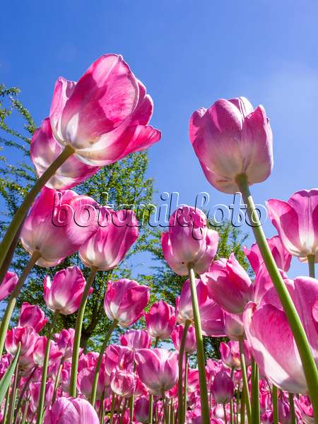 401183 - Tulpe (Tulipa Cloud Nine)