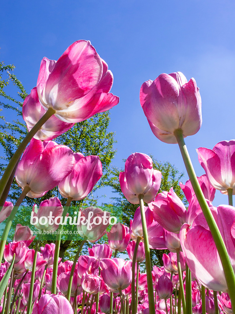 401183 - Tulpe (Tulipa Cloud Nine)