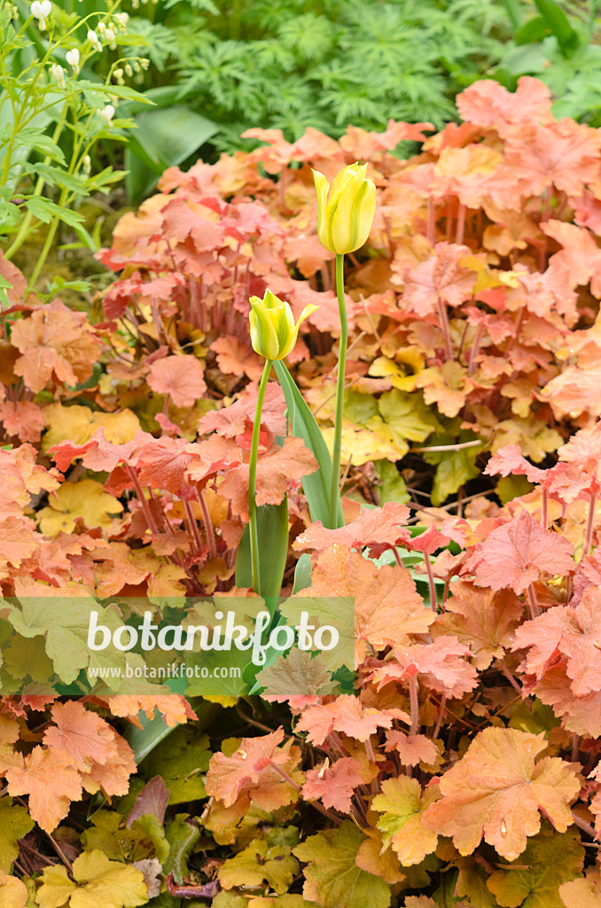 556024 - Tulpe (Tulipa) und Purpurglöckchen (Heuchera villosa 'Caramel')