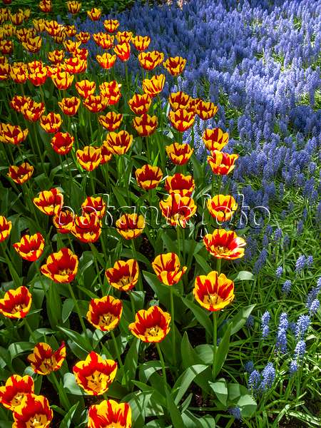 401012 - Tulpe (Tulipa) und Traubenhyazinthe (Muscari)