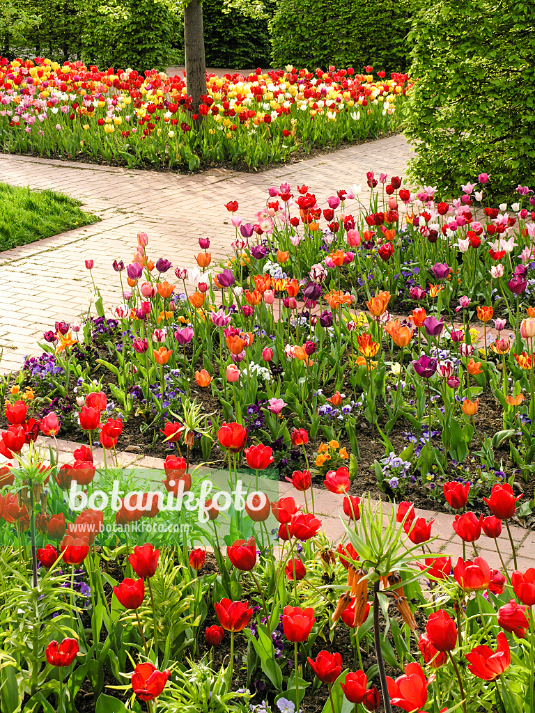 425008 - Tulpengarten, Britzer Garten, Berlin, Deutschland