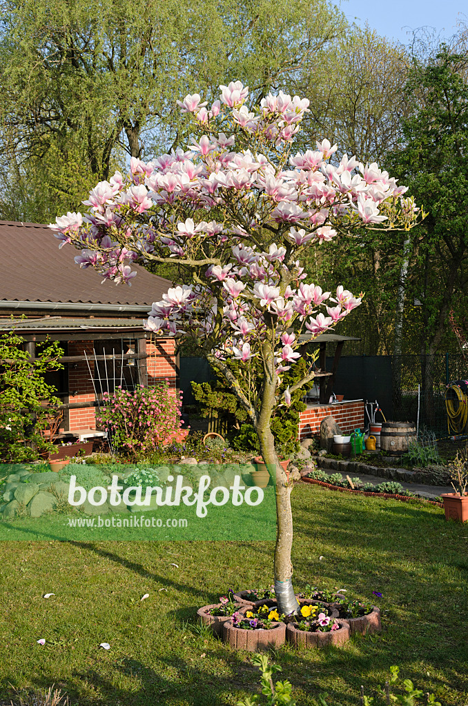 531030 - Tulpenmagnolie (Magnolia x soulangiana)