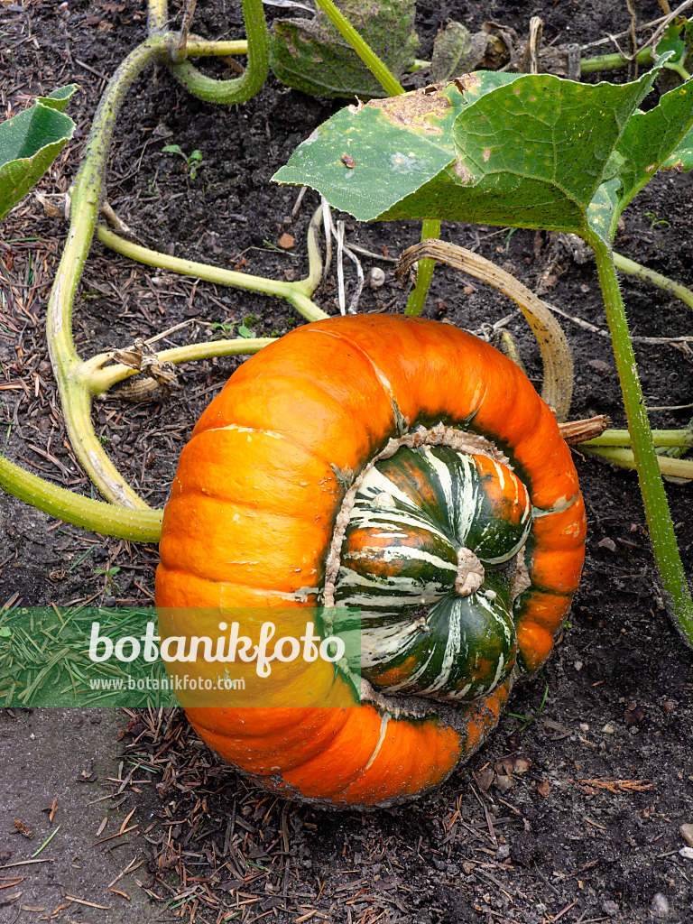 451077 - Turbankürbis (Cucurbita maxima convar. turbaniformis)