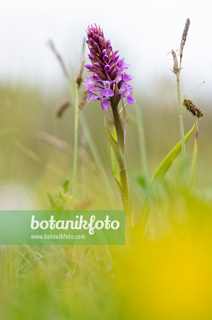 533383 - Übersehenes Knabenkraut (Dactylorhiza praetermissa)