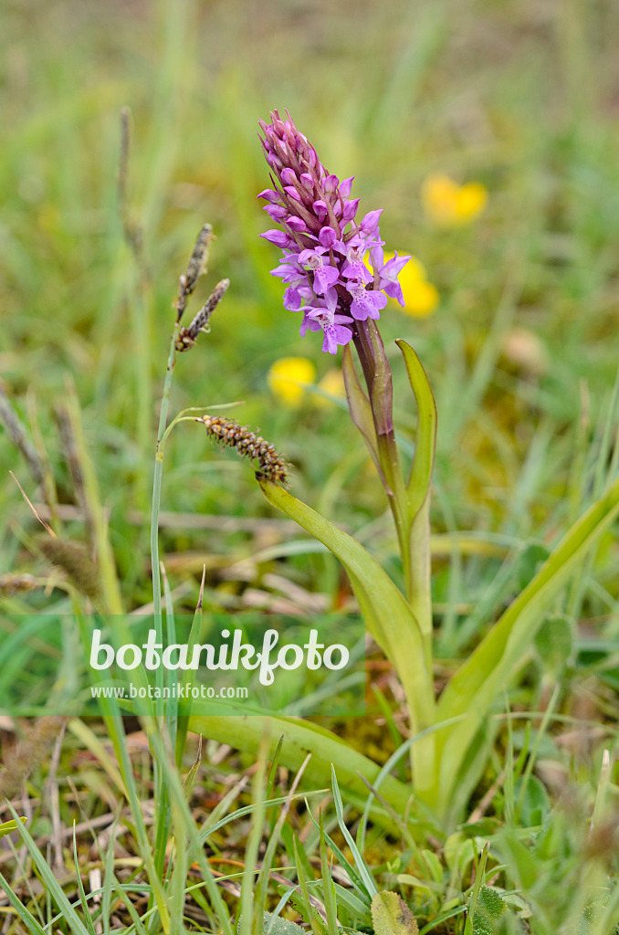 533384 - Übersehenes Knabenkraut (Dactylorhiza praetermissa)