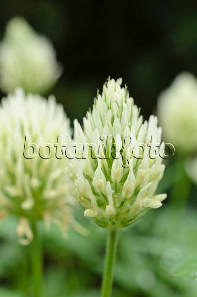 508563 - Ungarischer Klee (Trifolium pannonicum)