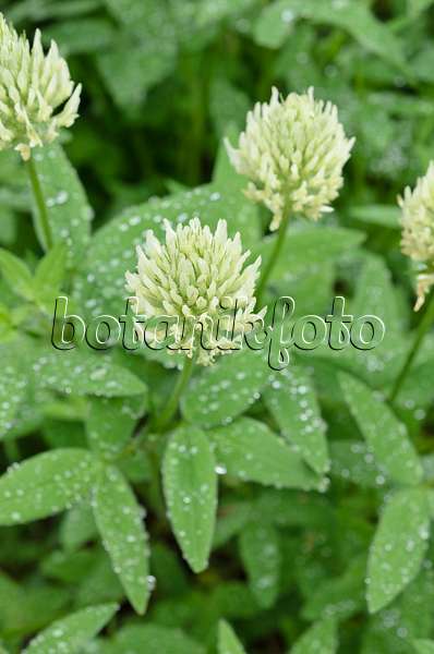 508564 - Ungarischer Klee (Trifolium pannonicum)