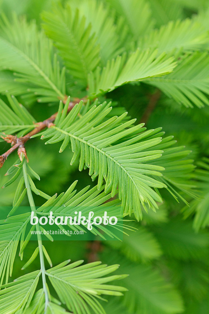 484212 - Urweltmammutbaum (Metasequoia glyptostroboides)