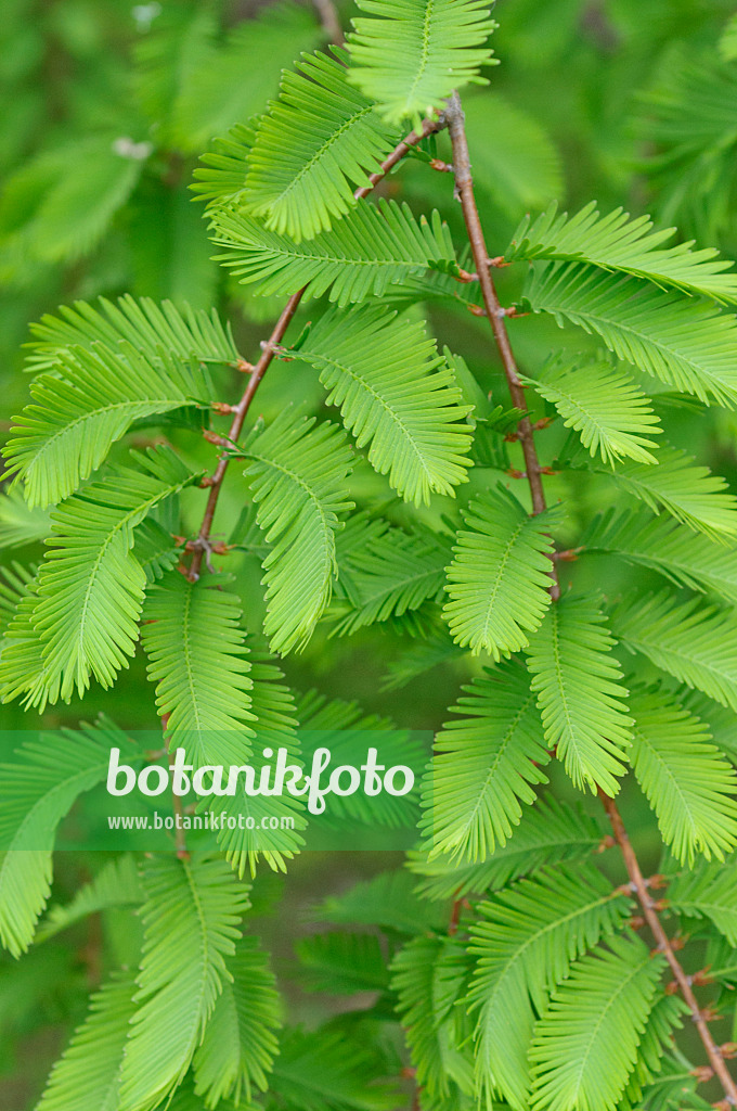 484213 - Urweltmammutbaum (Metasequoia glyptostroboides)