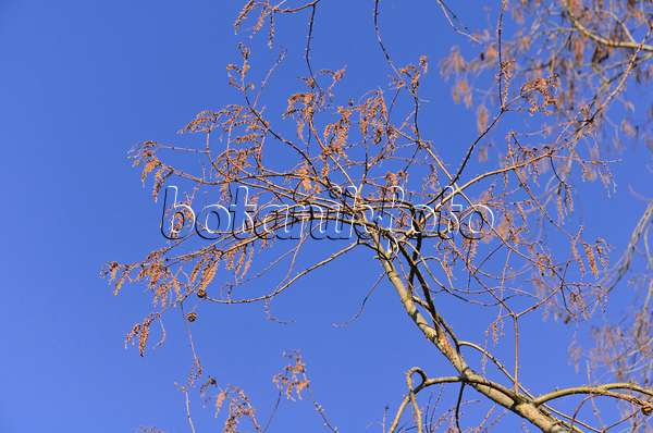 494043 - Urweltmammutbaum (Metasequoia glyptostroboides)