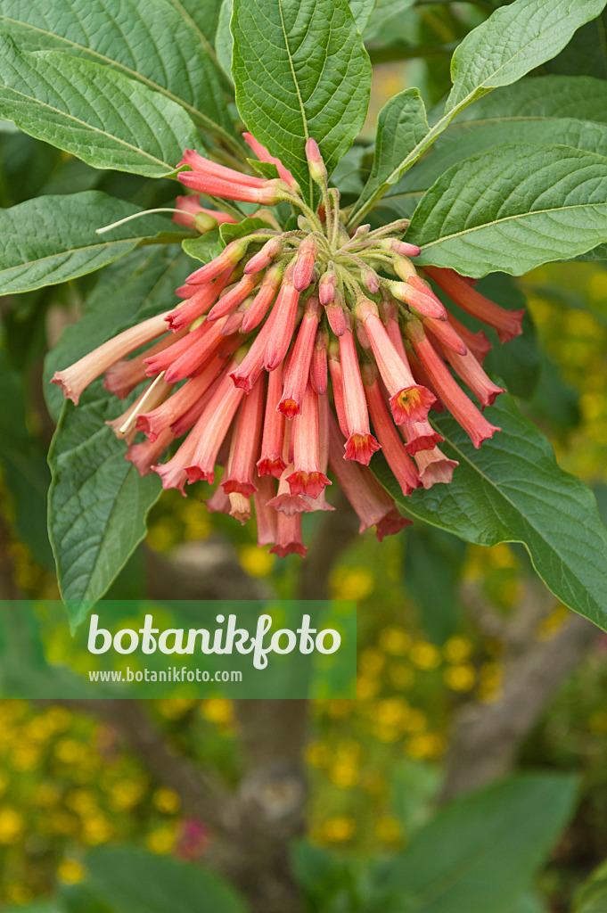 511265 - Veilchenstrauch (Iochroma coccinea)