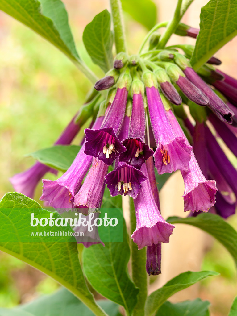 427110 - Veilchenstrauch (Iochroma cyaneum syn. Iochroma cyanea)