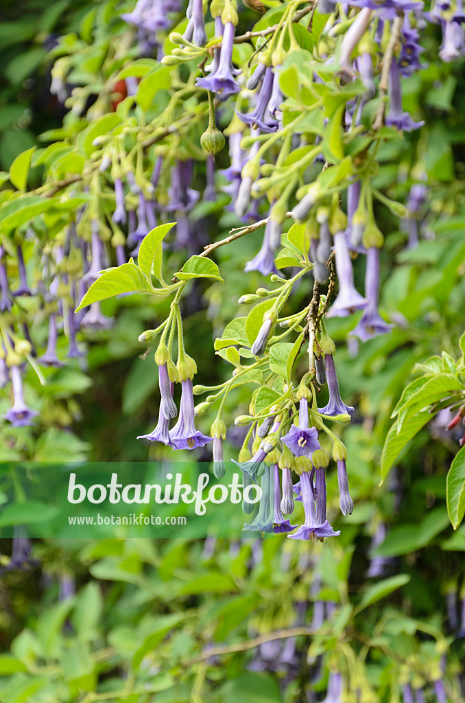 508495 - Veilchenstrauch (Iochroma cyaneum syn. Iochroma cyanea)