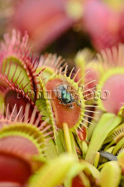 547326 - Venusfliegenfalle (Dionaea muscipula)