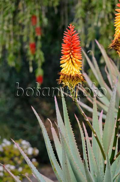 564172 - Veränderliche Aloe (Aloe mutabilis)