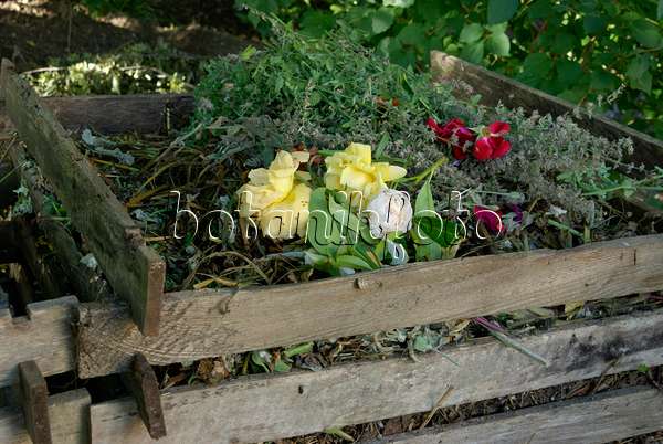 456010 - Verblühte Rosen in einem Komposter aus Holz