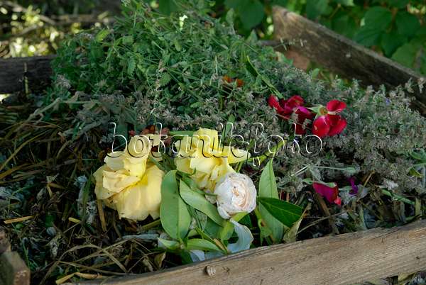456011 - Verblühte Rosen in einem Komposter aus Holz