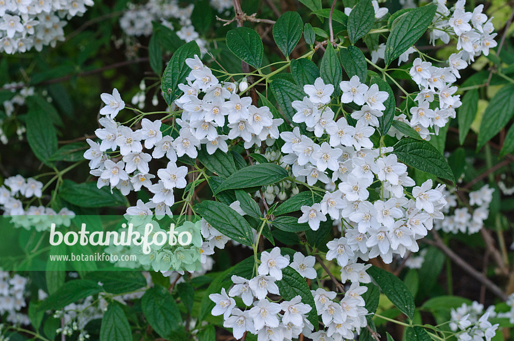 472271 - Verschiedenfarbige Deutzie (Deutzia discolor)