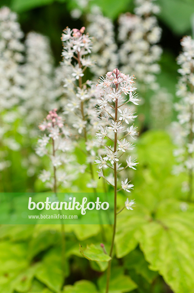 484204 - Vielblättriges Schaumkraut (Tiarella polyphylla)