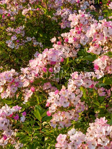 402061 - Vielblütige Rose (Rosa multiflora 'Cathayensis')