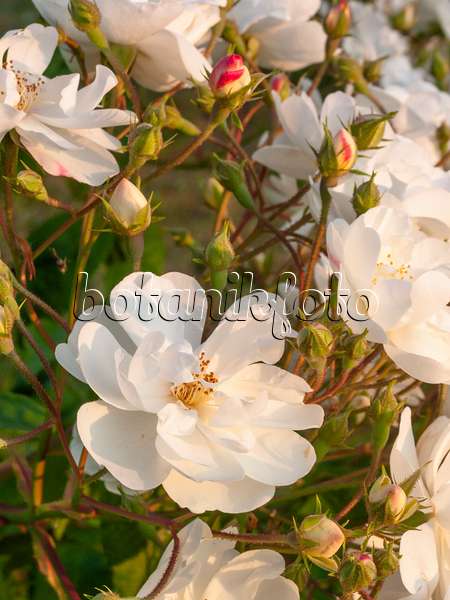 402040 - Vielblütige Rose (Rosa multiflora 'Plathyphylla')