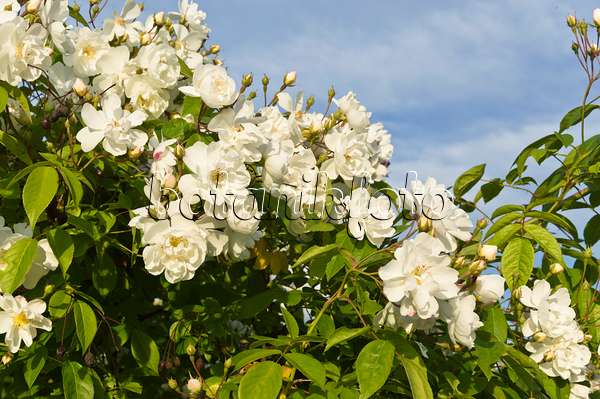 509068 - Vielblütige Rose (Rosa multiflora 'Plathyphylla')