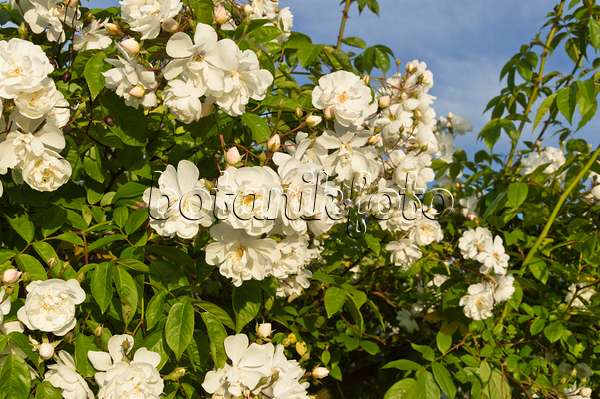509069 - Vielblütige Rose (Rosa multiflora 'Plathyphylla')