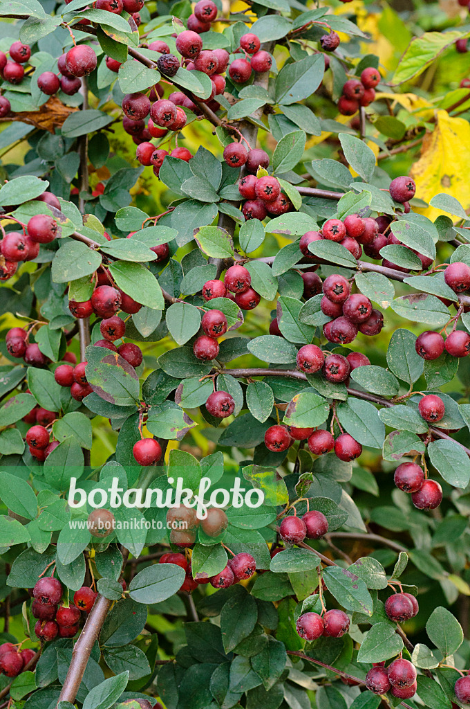 476252 - Vielblütige Zwergmispel (Cotoneaster multiflorus)