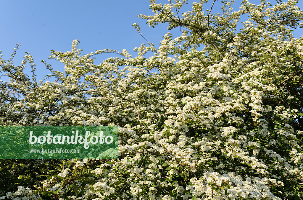 496034 - Vielblütige Zwergmispel (Cotoneaster multiflorus)