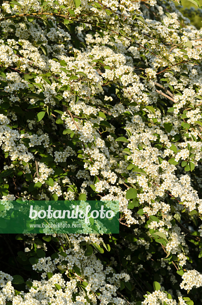 496035 - Vielblütige Zwergmispel (Cotoneaster multiflorus)