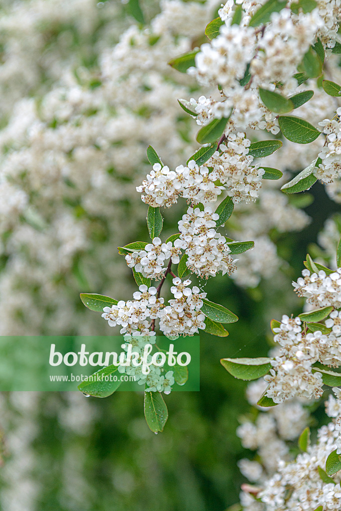 616201 - Vielblütige Zwergmispel (Cotoneaster multiflorus)