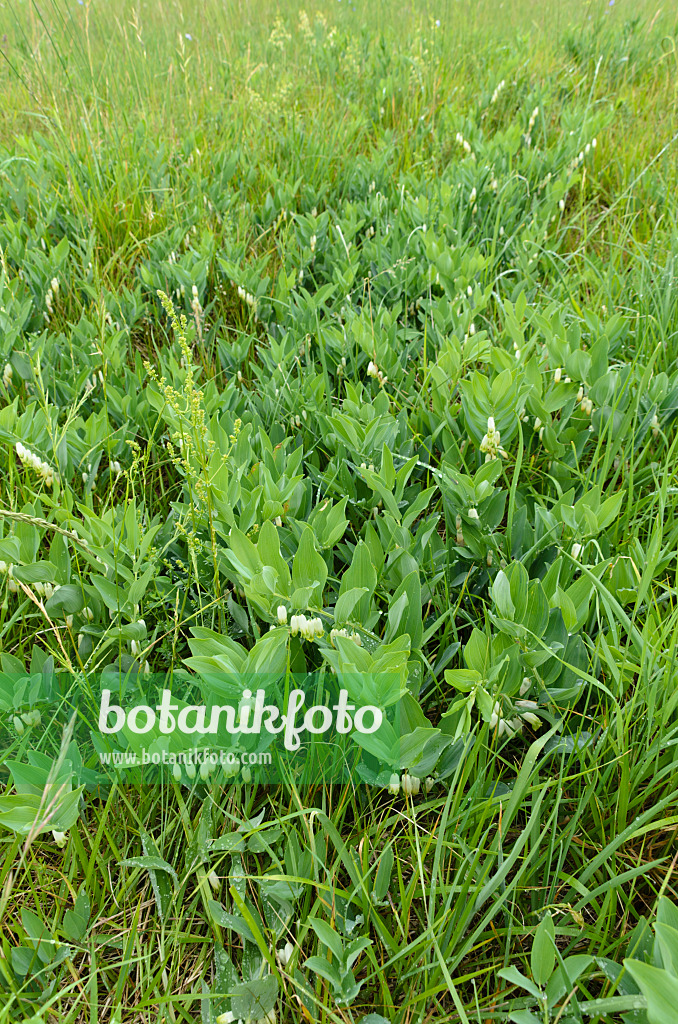 497003 - Vielblütiges Salomonssiegel (Polygonatum multiflorum)