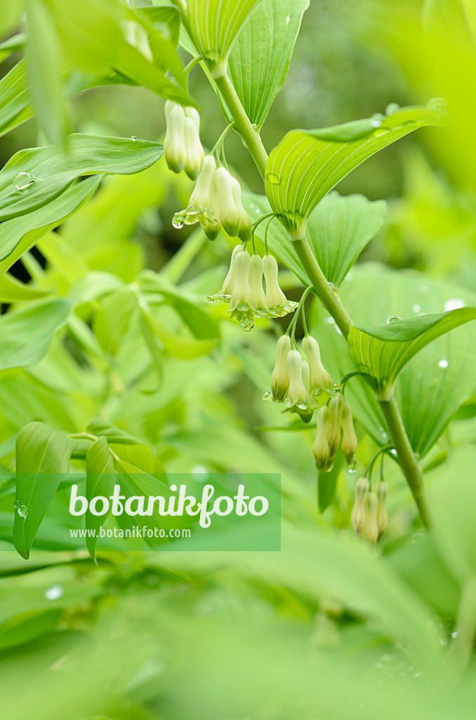 508068 - Vielblütiges Salomonssiegel (Polygonatum multiflorum)