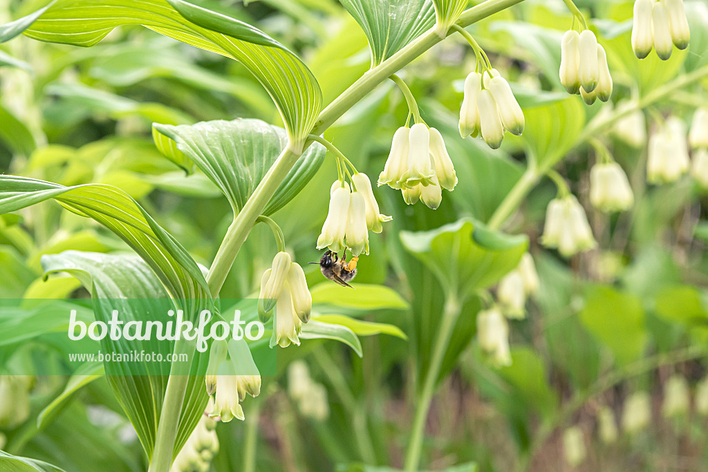 638199 - Vielblütiges Salomonssiegel (Polygonatum multiflorum)