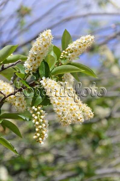 508330 - Virginische Traubenkirsche (Prunus virginiana)